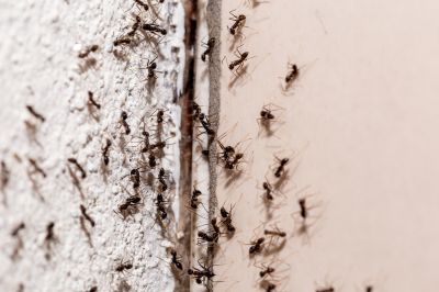 Pest Control Project Image
