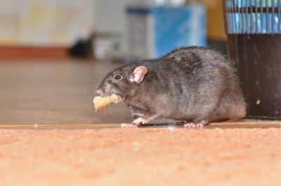 Pest Control Project Image