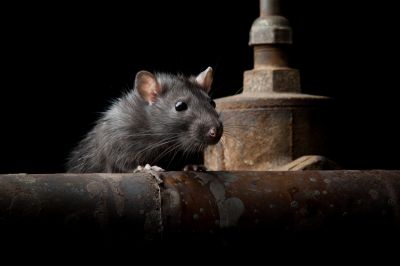 Pest Control Project Image